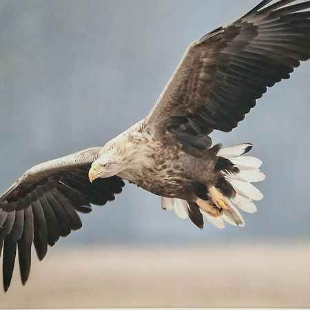 Wohnung Adlerhorst In Eversen-Heide Bagian luar foto